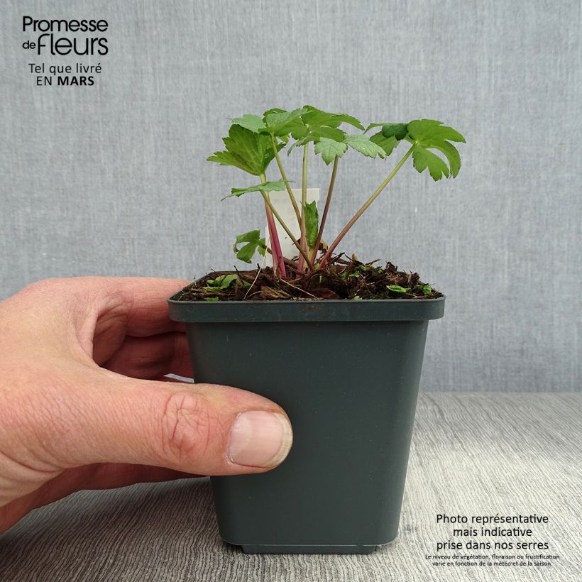 Exemplaar van Astrantia major Super Star - Zeeuws knoopje Kweekpotje van 8/9 cm zoals geleverd in de lente