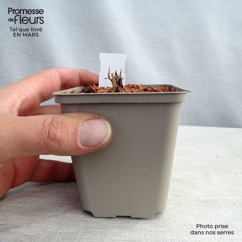 Example of Astrantia major White Giant - Zeeuws knoopje Kweekpotje van 8/9 cm as you get in printemps