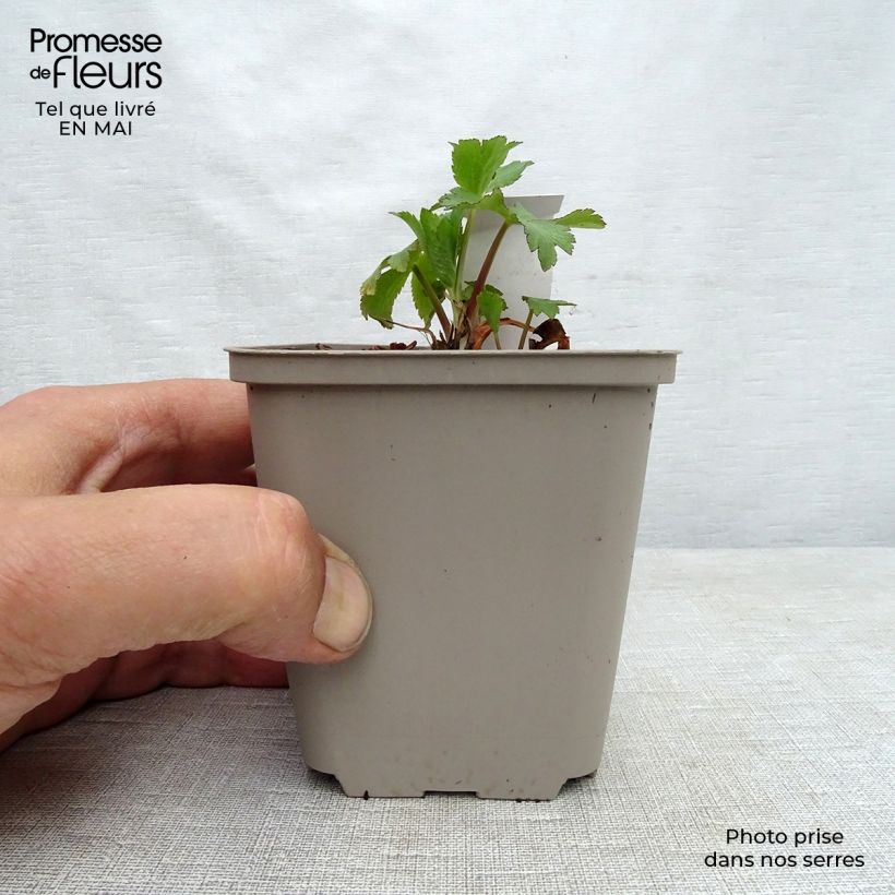 Exemplaar van Astrantia maxima - Zeeuws knoopje Kweekpotje van 8/9 cm zoals geleverd in de lente