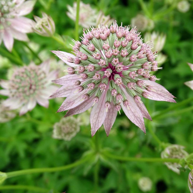 Astrantia major Florence - Zeeuws knoopje (Bloei)