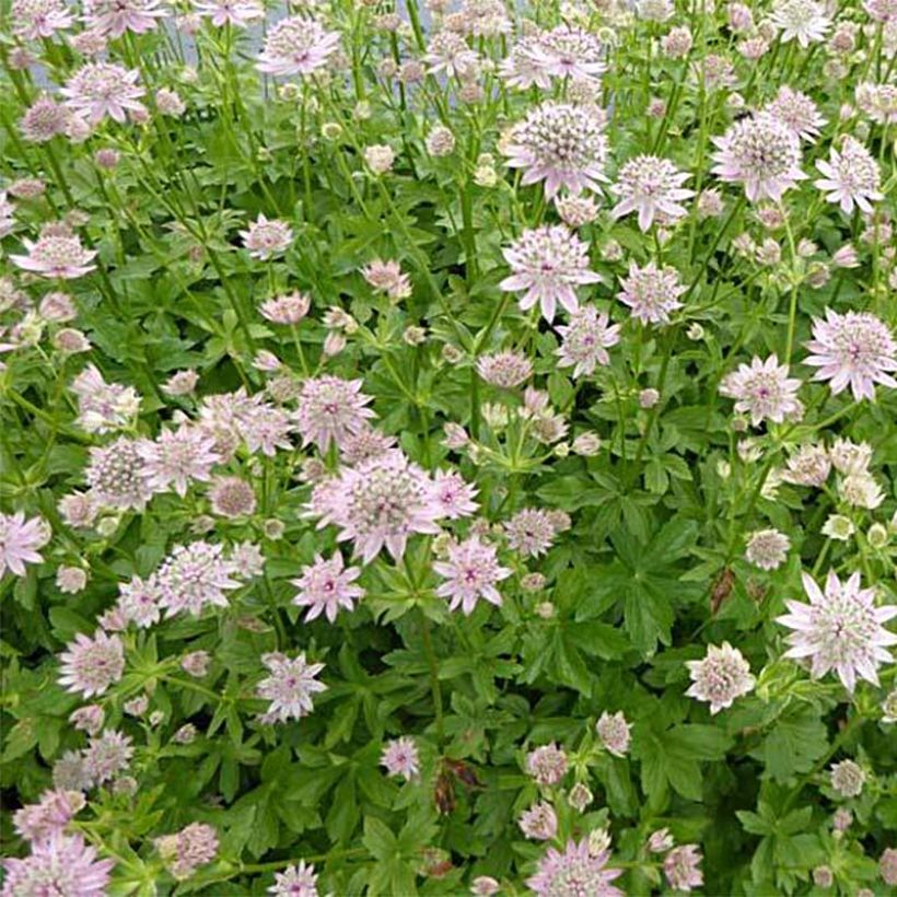 Astrantia major Florence - Zeeuws knoopje (Groeiplaats)