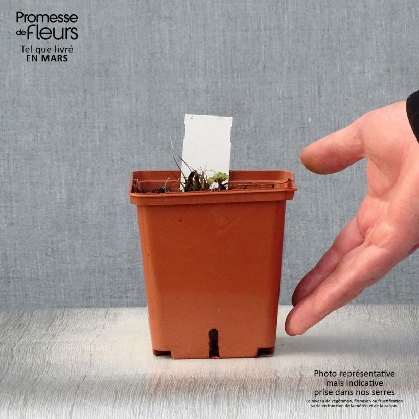 Exemplaar van Astrantia major Venice - Zeeuws knoopje Pot van 1,5 l/2 l zoals geleverd in de lente