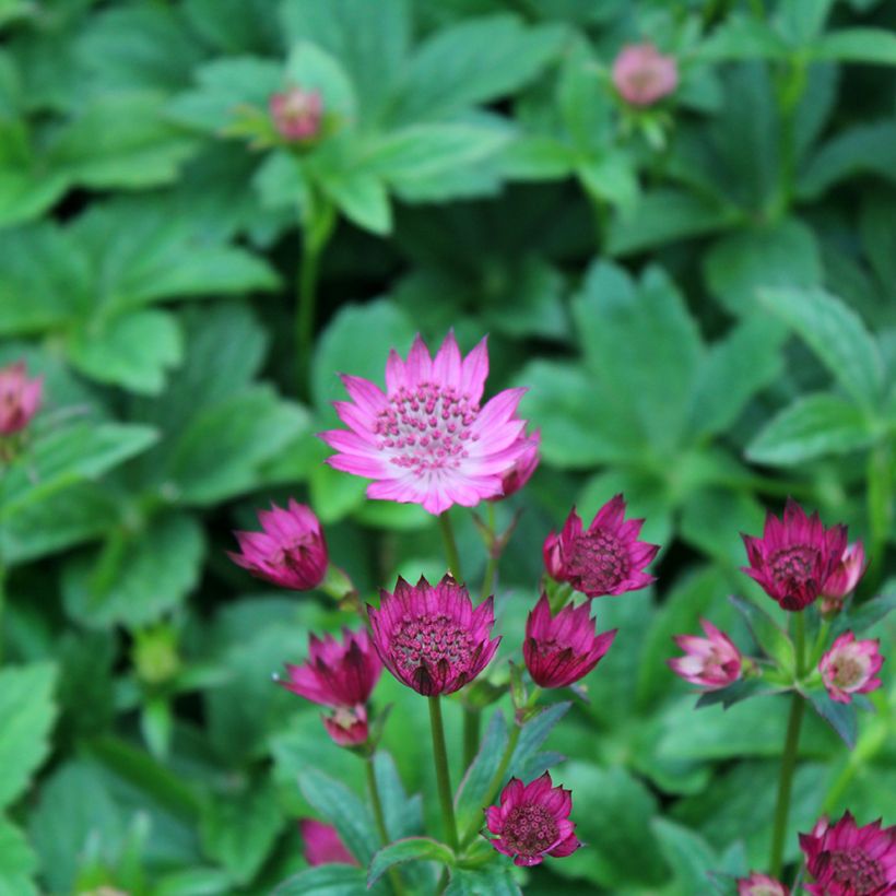 Astrantia major Venice - Zeeuws knoopje (Bloei)