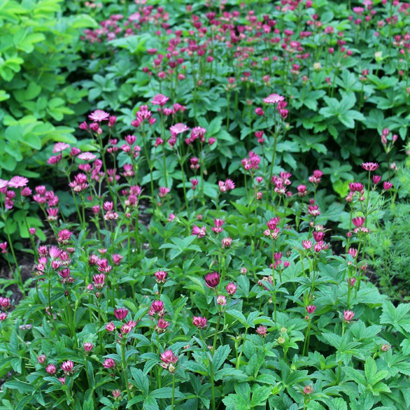 Astrantia major Venice - Zeeuws knoopje (Groeiplaats)
