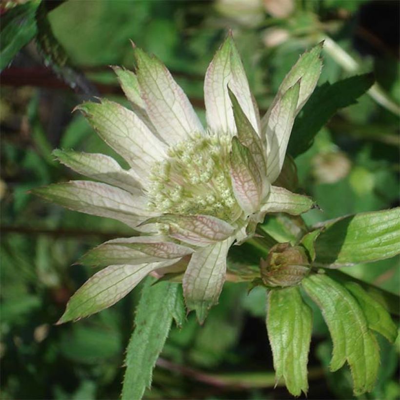 Astrantia major Princesse Sturdza - Zeeuws knoopje (Flowering)
