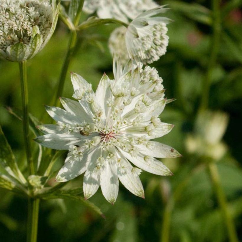 Astrantia major Super Star - Zeeuws knoopje (Bloei)
