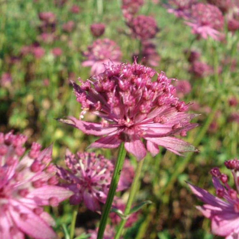 Astrantia major Venice - Zeeuws knoopje (Bloei)