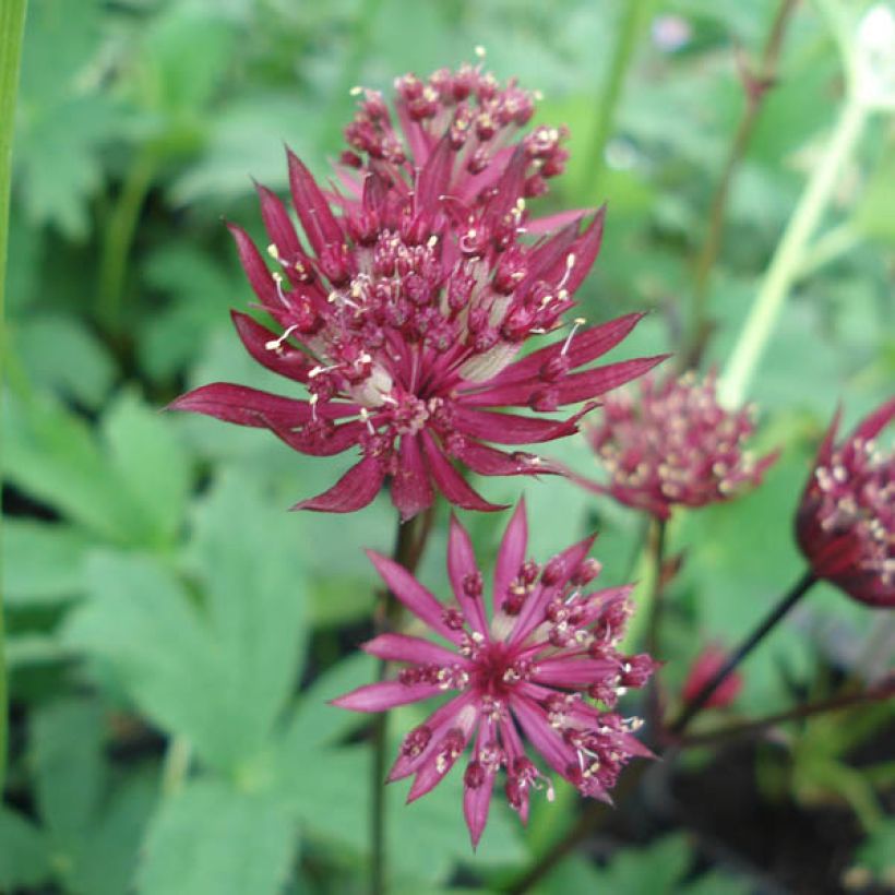 Astrantia major Ruby Star - Zeeuws knoopje (Bloei)