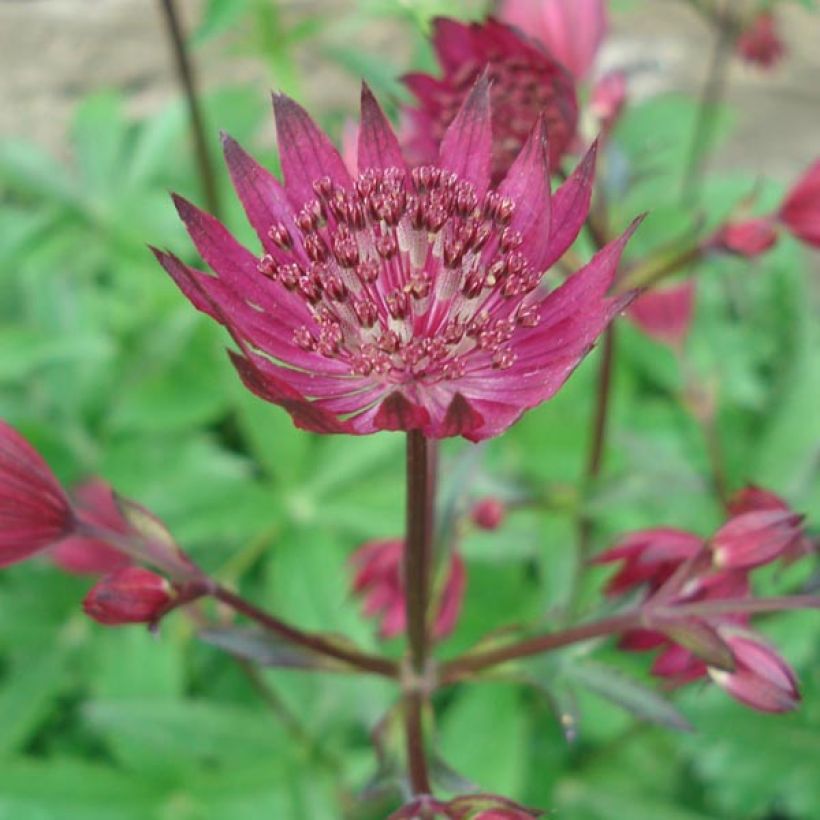 Astrantia major Ruby Wedding - Zeeuws knoopje (Bloei)