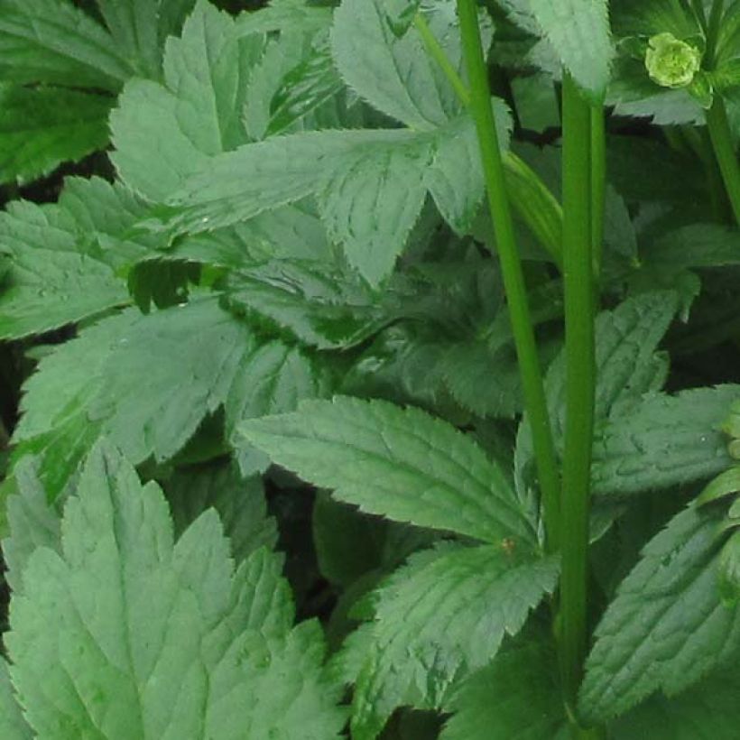 Astrantia major Star of Billion - Zeeuws knoopje (Blad)