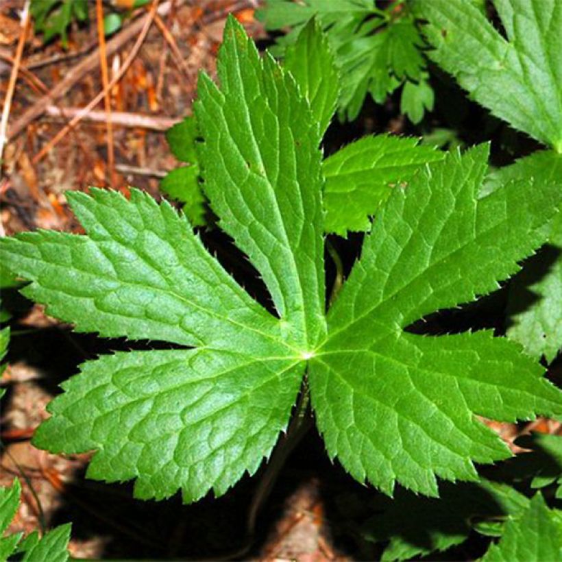 Astrantia major - Zeeuws knoopje (Blad)