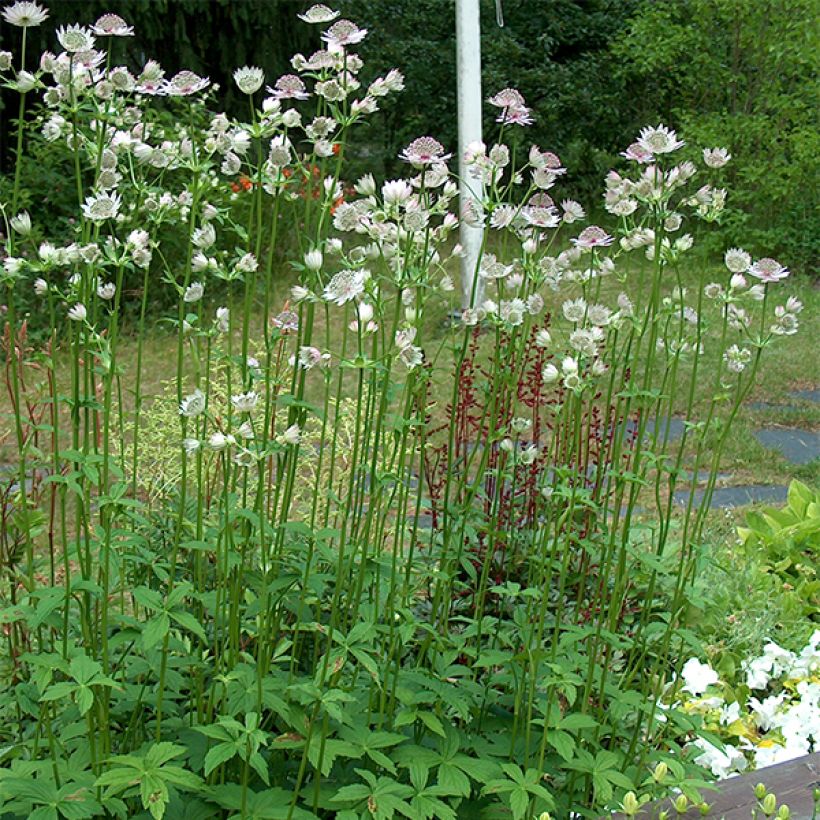 Astrantia major - Zeeuws knoopje (Groeiplaats)
