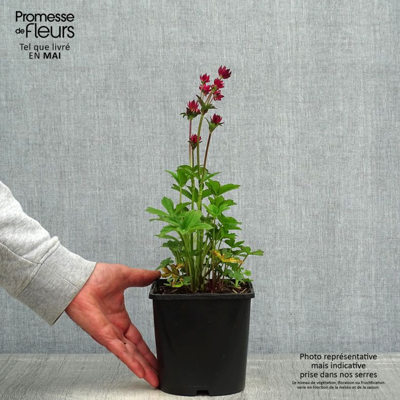 Exemplaar van Astrantia major Cerise Button - Zeeuws knoopje Pot van 2 l/3 l zoals geleverd in de lente