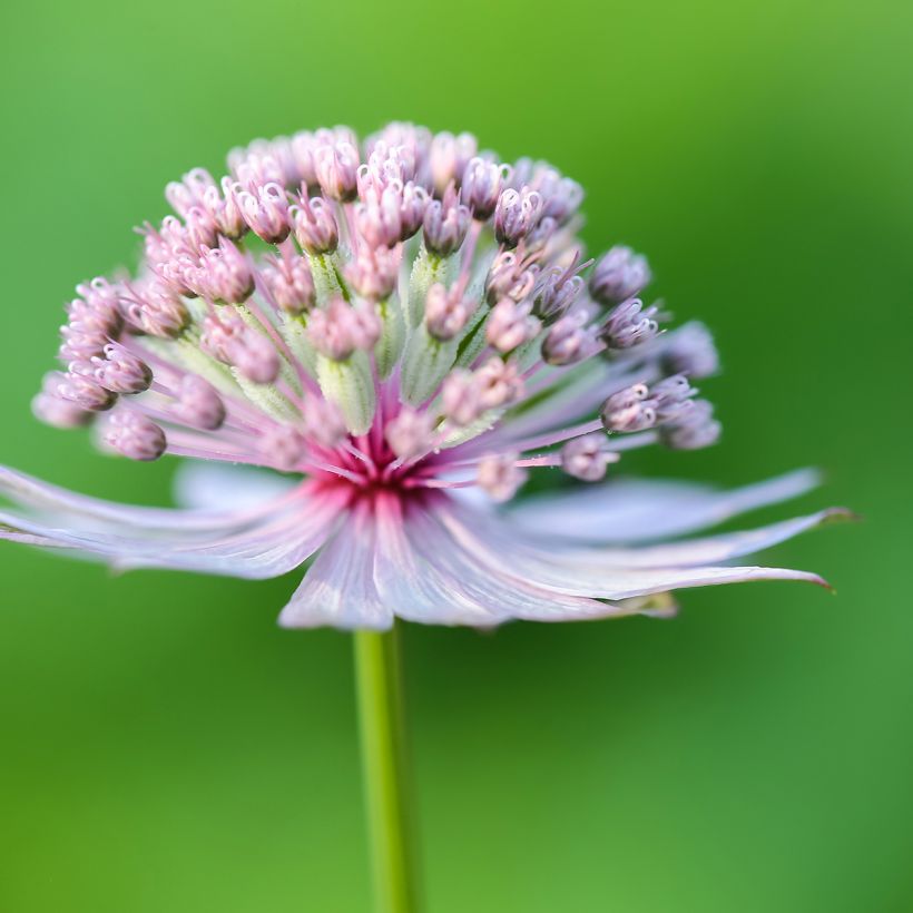 Astrantia major - Zeeuws knoopje (Bloei)
