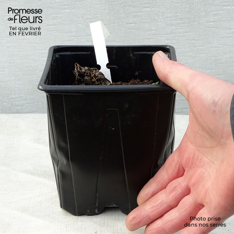 Exemplaar van Astrantia major - Zeeuws knoopje Pot van 2 l/3 l zoals geleverd in de winter