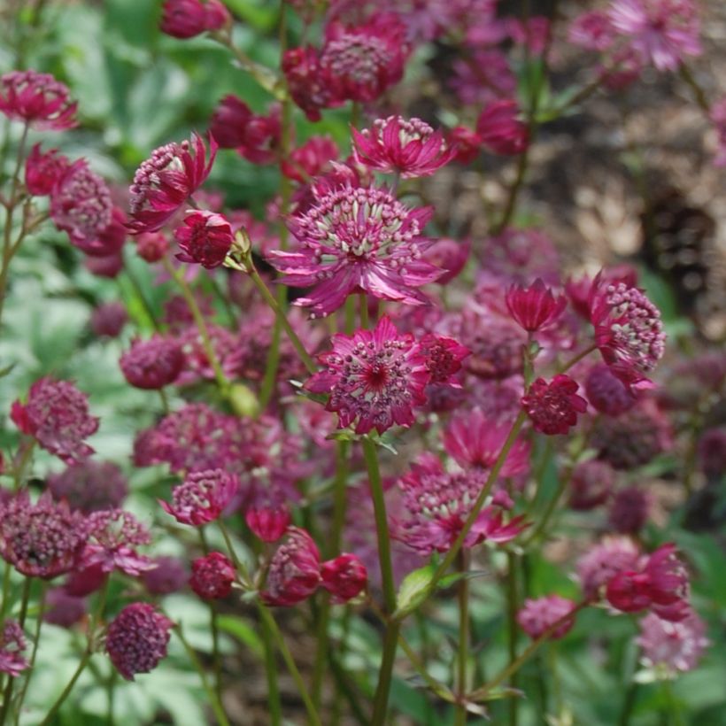 Astrantia major Lars - Zeeuws knoopje (Flowering)