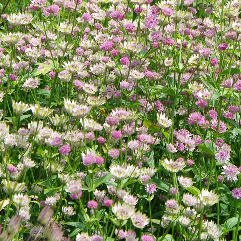 Astrantia major Pink Pride - Zeeuws knoopje (Bloei)