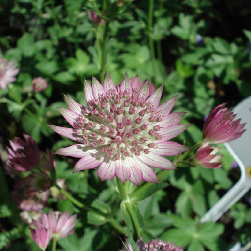 Astrantia major Roma - Zeeuws knoopje (Bloei)