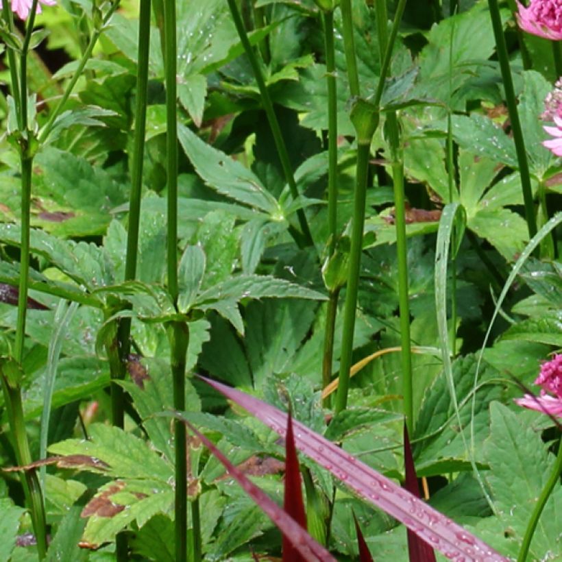 Astrantia major Rosensinfonie - Zeeuws knoopje (Blad)
