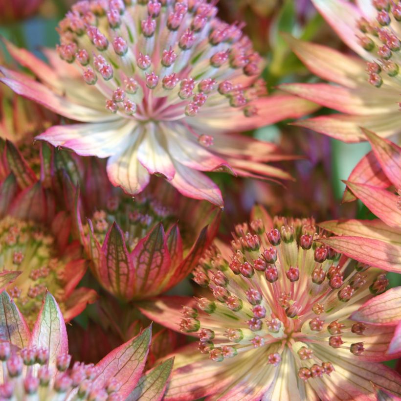 Astrantia major Rosensinfonie - Zeeuws knoopje (Bloei)