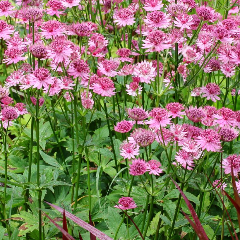 Astrantia major Rosensinfonie - Zeeuws knoopje (Groeiplaats)
