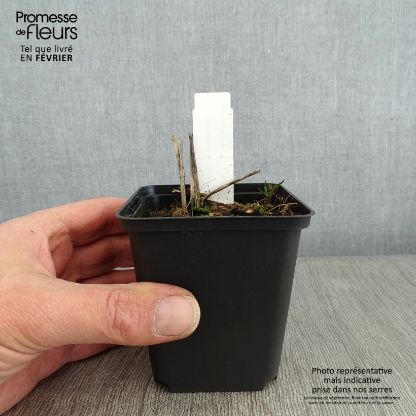 Exemplaar van Astrantia major Washfield - Zeeuws knoopje Kweekpotje van 8/9 cm zoals geleverd in de winter