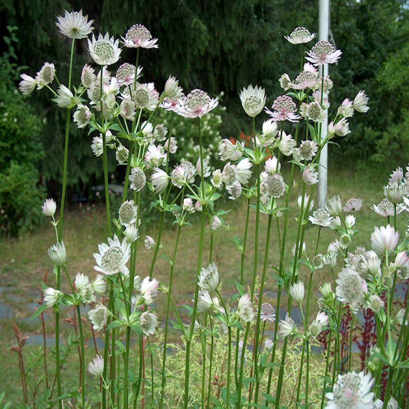 Astrantia major Alba - Zeeuws knoopje (Groeiplaats)