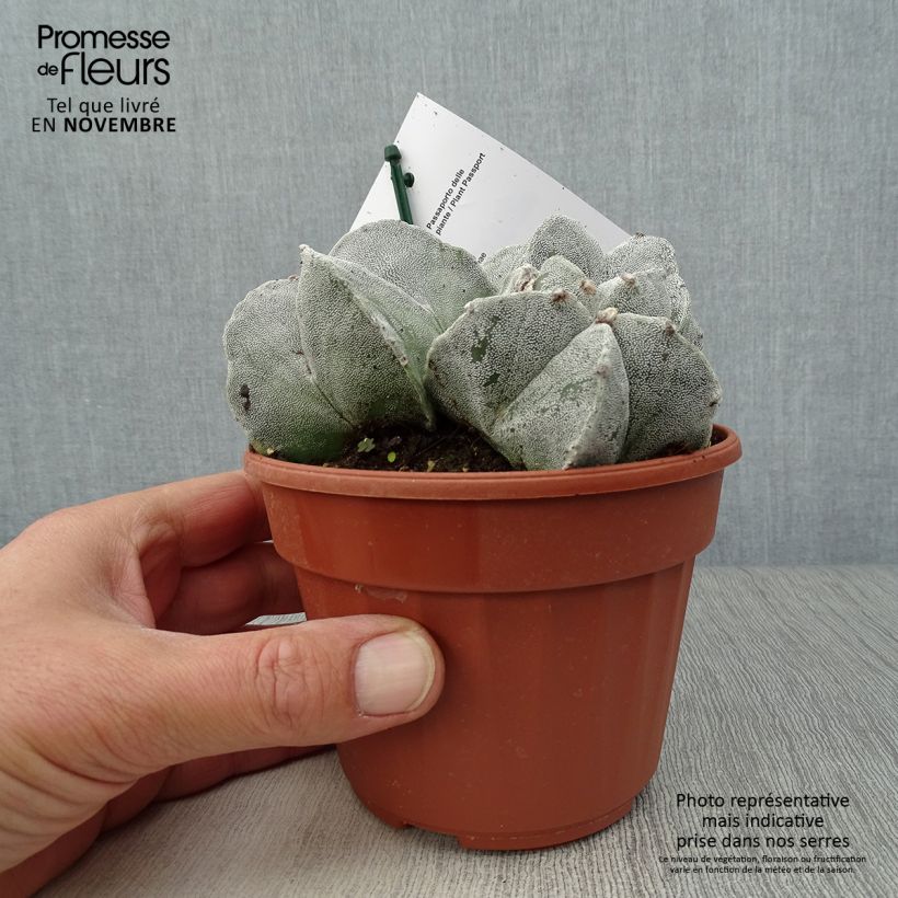 Exemplaar van Astrophytum myriostigma - Bisschopsmuts Pot van 12 cm / 13 cm zoals geleverd in de herfst