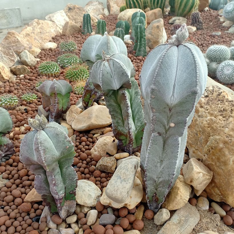 Astrophytum myriostigma - Bisschopsmuts (Groeiplaats)