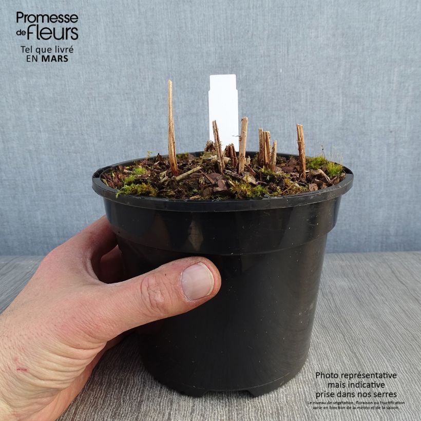 Exemplaar van Athyrium niponicum var. pictum Ghost - Japanse regenboogvaren Pot van 2 l/3 l zoals geleverd in de winter