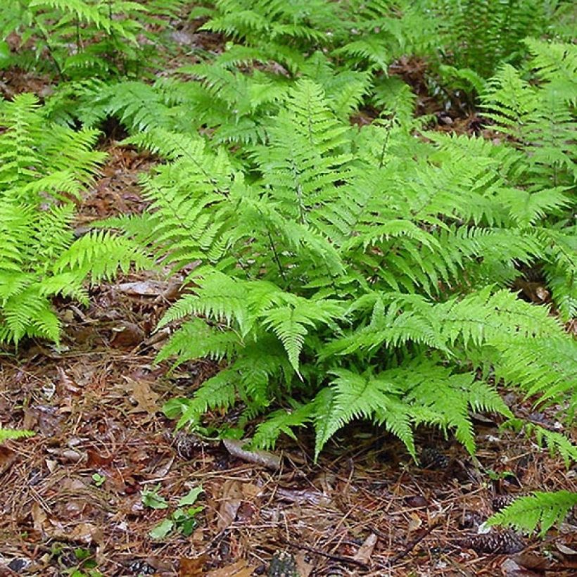Athyrium filix-femina - Wijfjesvaren (Groeiplaats)