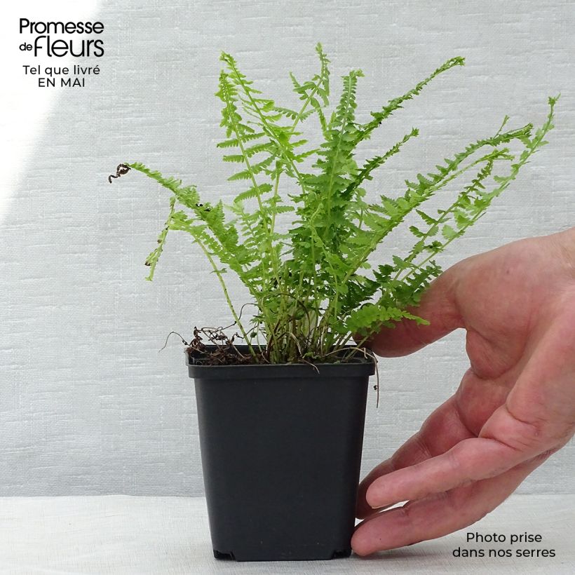 Exemplaar van Athyrium filix-femina Victoriae - Wijfjesvaren Kweekpotje van 8/9 cm zoals geleverd in de lente