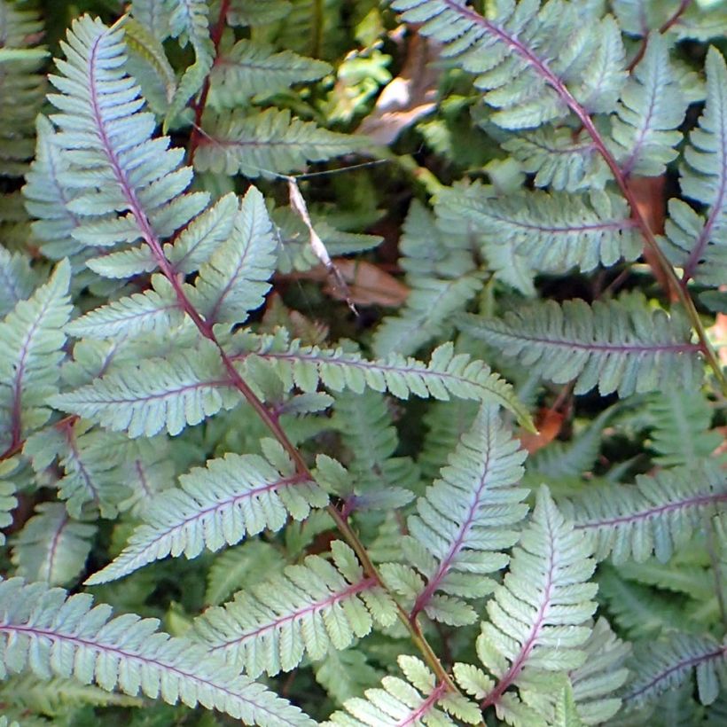 Athyrium niponicum Burgundy Lace - Japanse regenboogvaren (Blad)