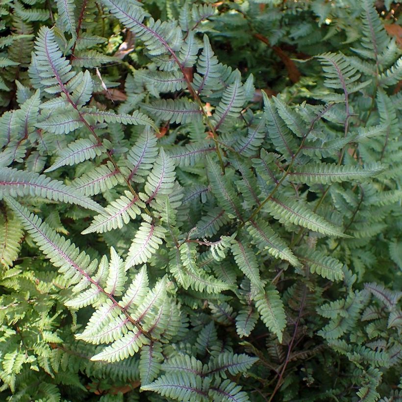 Athyrium niponicum Burgundy Lace - Japanse regenboogvaren (Groeiplaats)