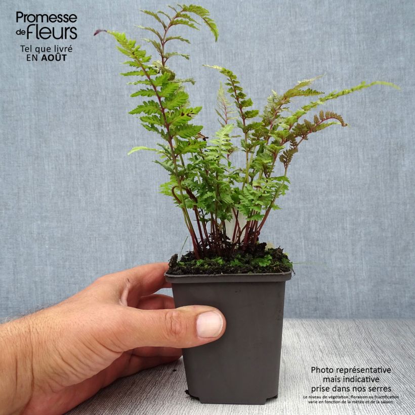 Exemplaar van Athyrium niponicum Burgundy Lace - Japanse regenboogvaren Kweekpotje van 8/9 cm zoals geleverd in de zomer
