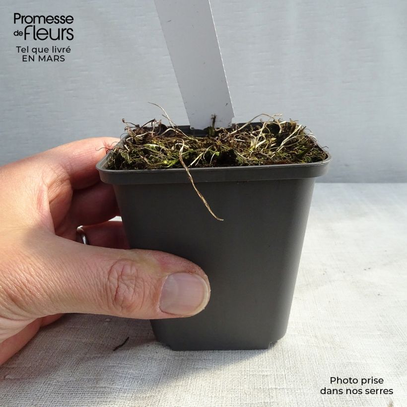 Exemplaar van Athyrium niponicum Burgundy Lace - Japanse regenboogvaren Kweekpotje van 8/9 cm zoals geleverd in de lente