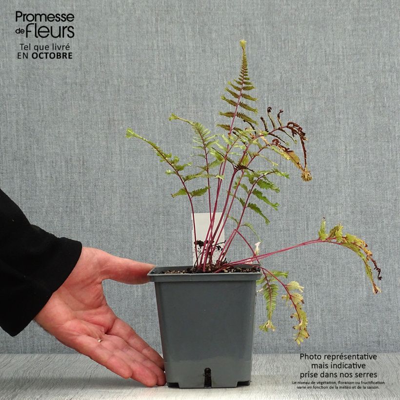 Exemplaar van Athyrium niponicum Crested Surf - Japanse regenboogvaren Kweekpotje van 8/9 cm zoals geleverd in de herfst