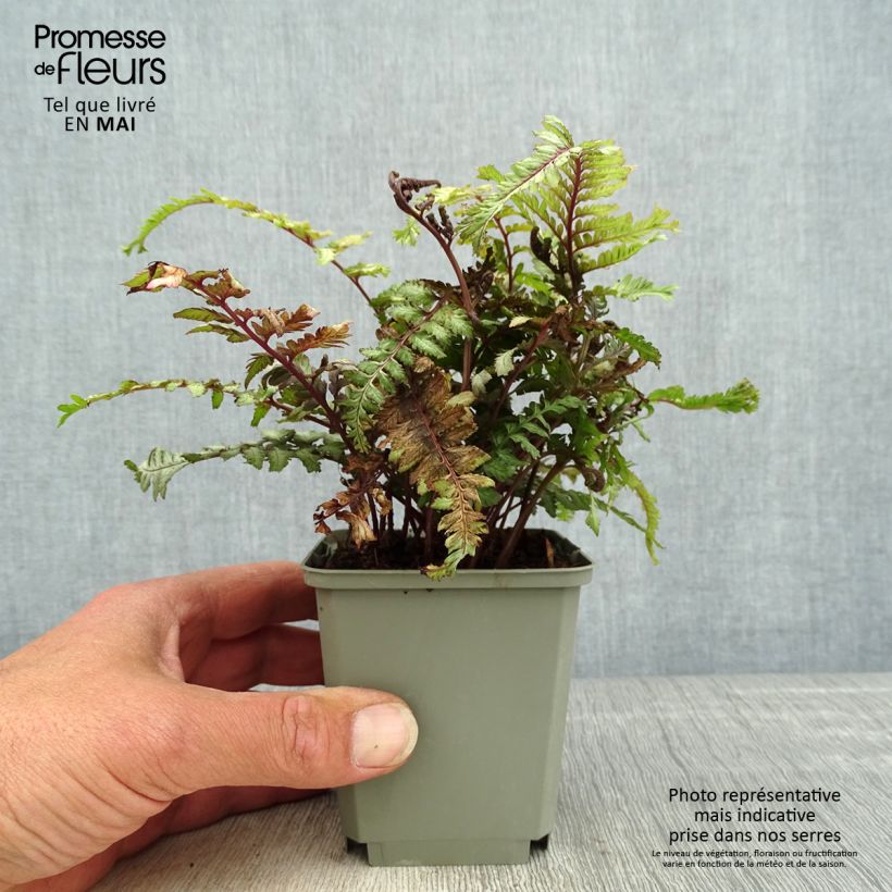 Exemplaar van Athyrium niponicum Crested Surf - Japanse regenboogvaren Kweekpotje van 8/9 cm zoals geleverd in de lente