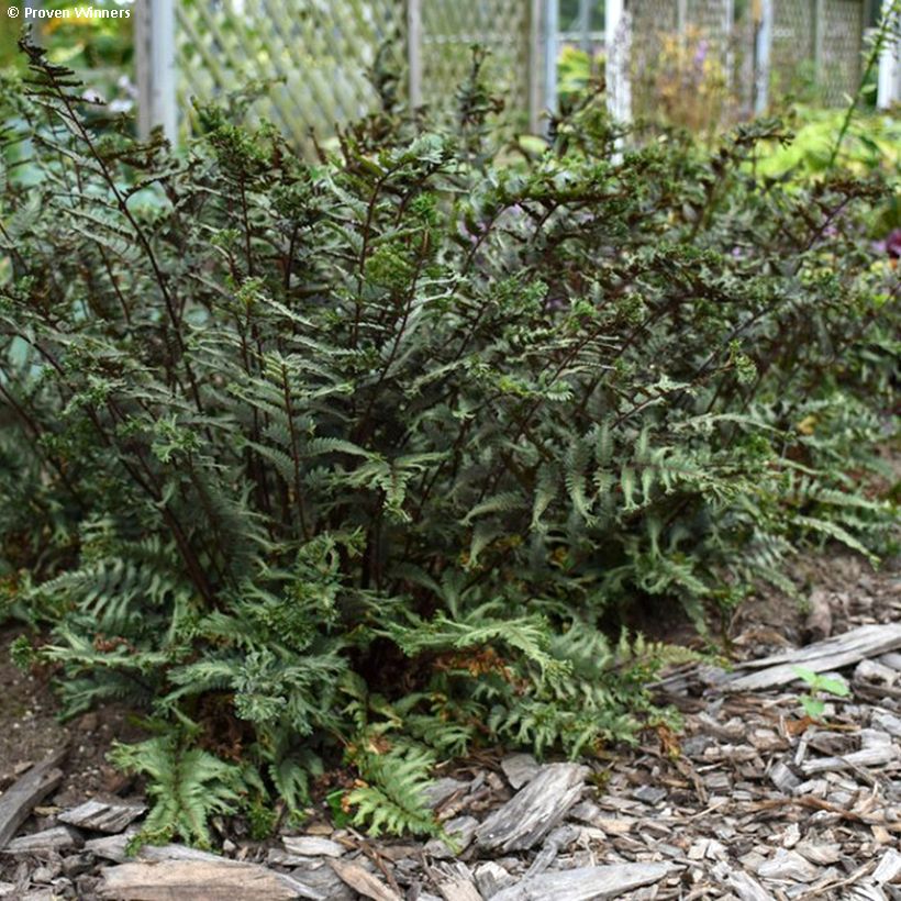 Athyrium niponicum Crested Surf - Japanse regenboogvaren (Groeiplaats)