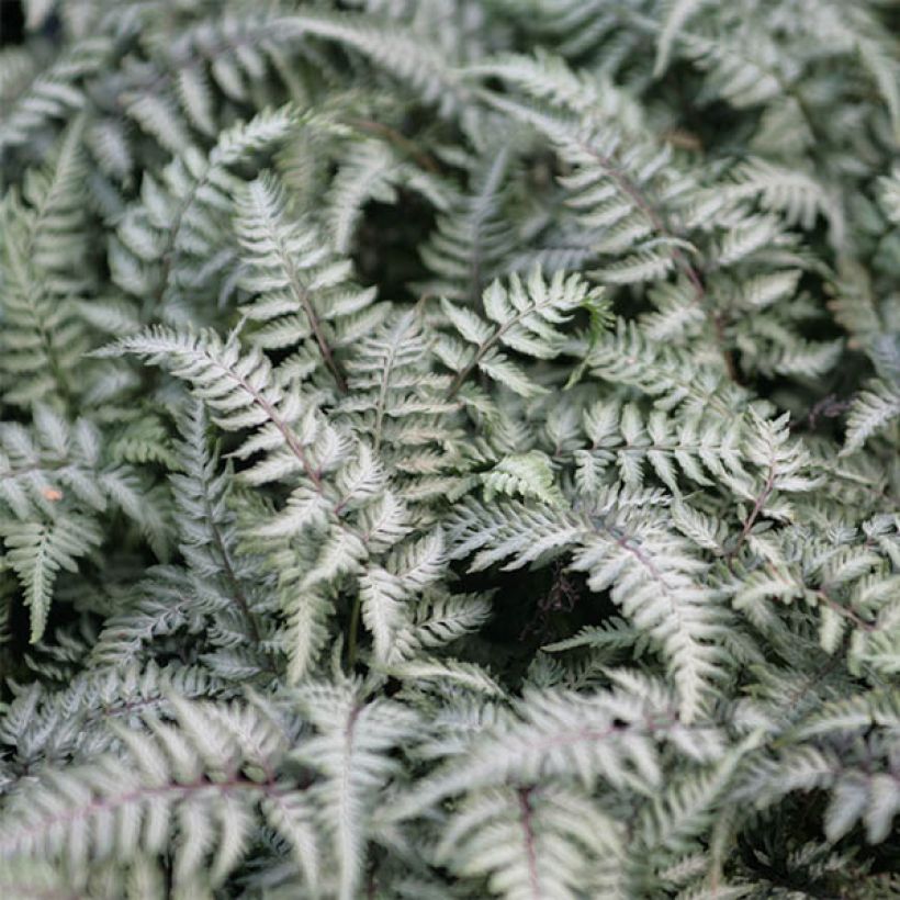 Athyrium niponicum Pewter Lace - Japanse regenboogvaren (Blad)