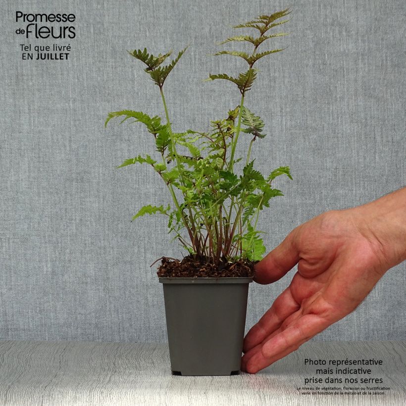 Exemplaar van Athyrium niponicum Pewter Lace - Japanse regenboogvaren Kweekpotje van 8/9 cm zoals geleverd in de zomer