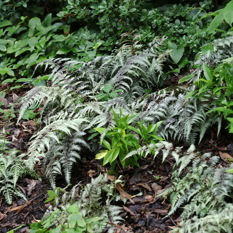 Athyrium niponicum Pewter Lace - Japanse regenboogvaren (Groeiplaats)