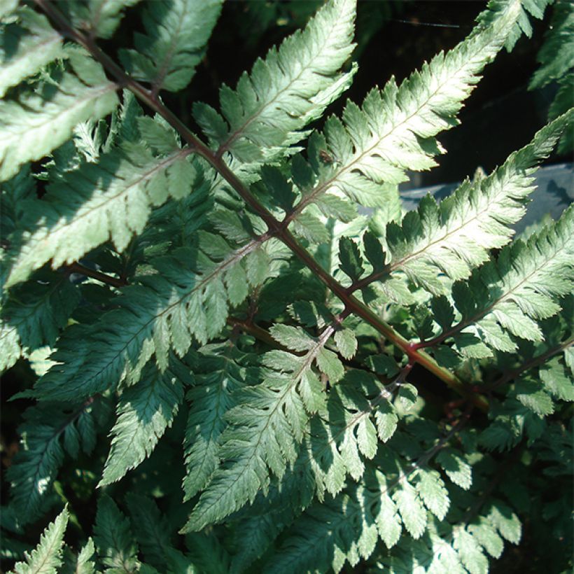 Athyrium niponicum Ursulas red - Japanse regenboogvaren (Blad)