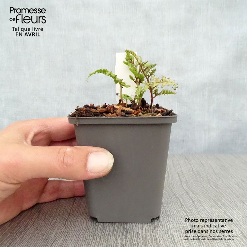 Exemplaar van Athyrium niponicum Ursulas red - Japanse regenboogvaren Kweekpotje van 8/9 cm zoals geleverd in de lente