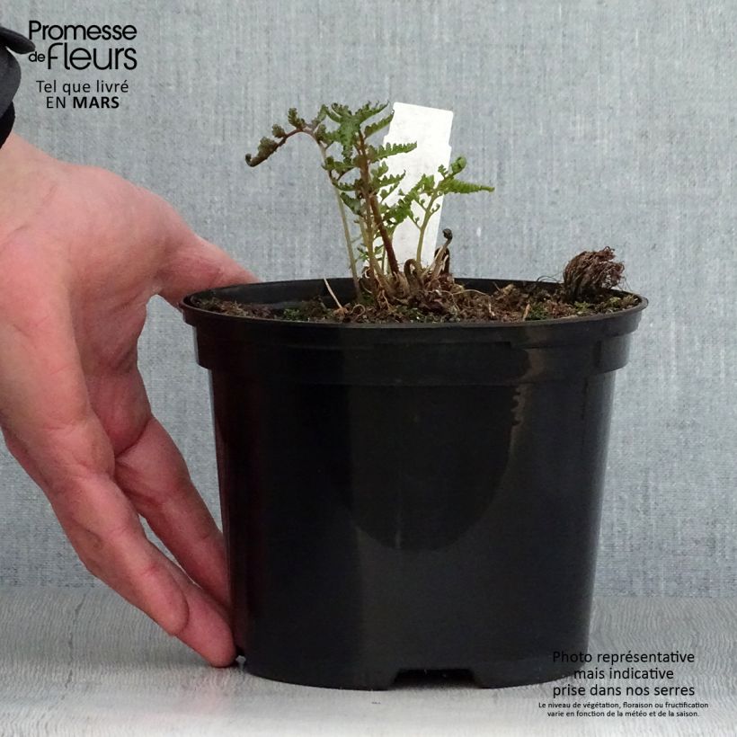 Exemplaar van Athyrium niponicum var. pictum Metallicum - Japanse regenboogvaren Pot van 2 l/3 l zoals geleverd in de lente