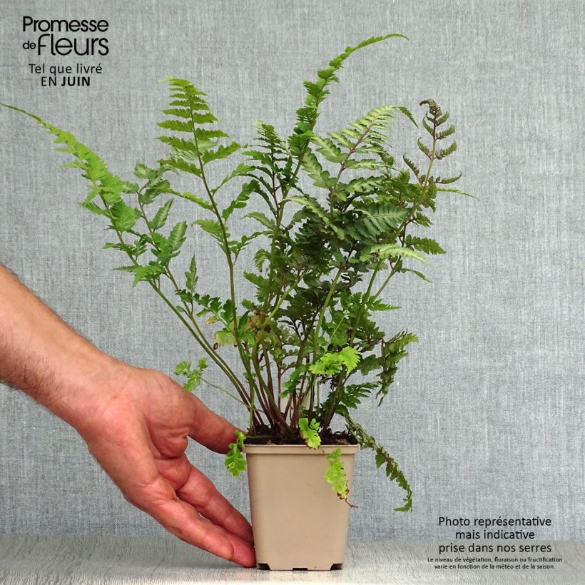 Exemplaar van Athyrium niponicum var. pictum Red Beauty - Japanse regenboogvaren Kweekpotje van 8/9 cm zoals geleverd in de zomer