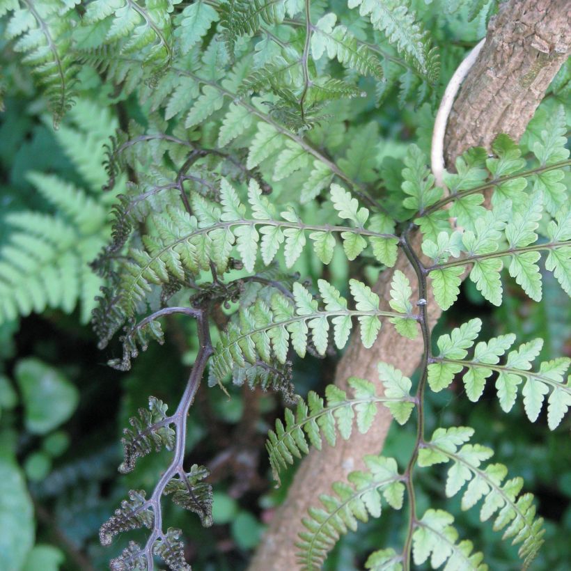 Athyrium otophorum var. okanum - Japanse wijfjesvaren (Blad)