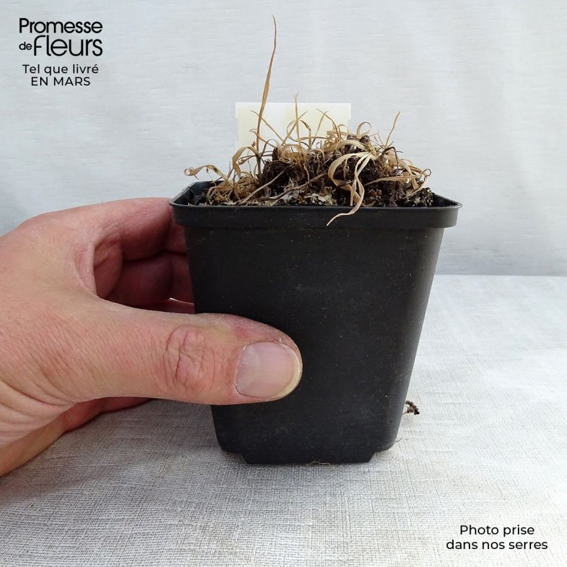 Exemplaar van Athyrium otophorum var. okanum - Japanse wijfjesvaren Pot van 2 l/3 l zoals geleverd in de lente