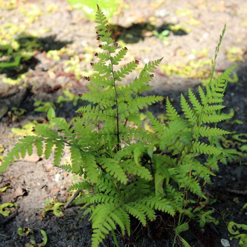 Athyrium vidalii - Wijfjesvaren (Groeiplaats)