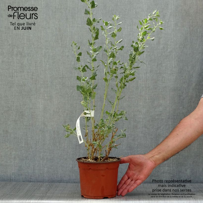 Exemplaar van Atriplex halimus - Zoutmelde Pot van 1,5 l/2 l zoals geleverd in de zomer